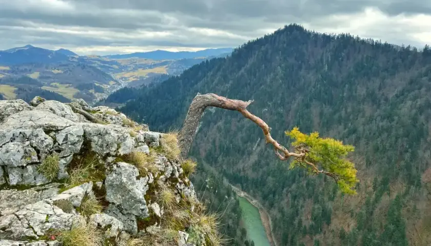 Malowniczy widok na Pieniny z charakterystycznym drzewem na skale. Rzeka Dunajec i zalesione wzgórza tworzą niezapomniane atrakcje.