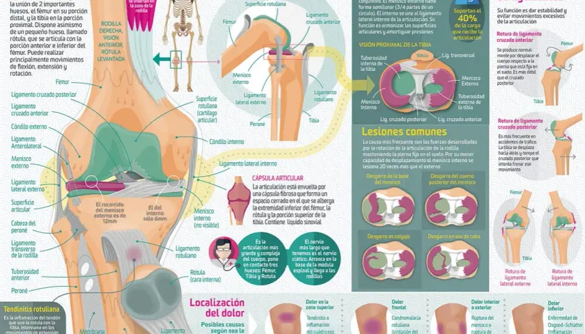 Los músculos de la rodilla: funciones esenciales y su anatomía detallada