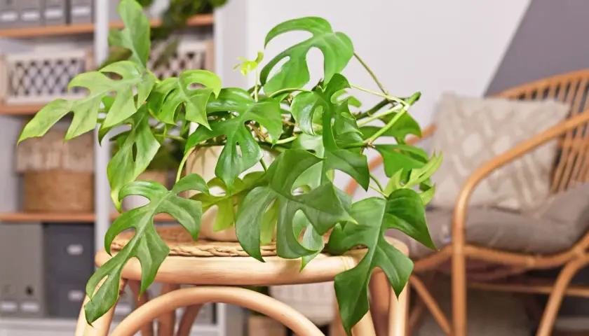 Zielona monstera o charakterystycznych liściach, jedna z wielu pięknych odmian, zdobi wnętrze.