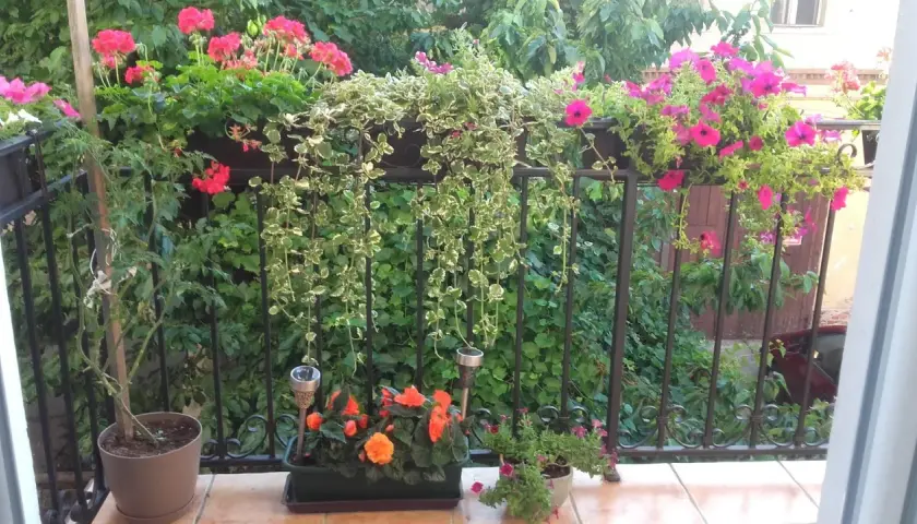 Balkon pełen kwiatów: różowe petunie, czerwone pelargonie i pomarańczowe begonie. Komarzyca z czym łączyć? Z zielenią i innymi roślinami, tworząc barwną kompozycję.