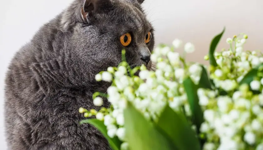 Chat gris aux yeux orange, curieux devant un bouquet de muguet, dont la toxicité est à surveiller pour les animaux.