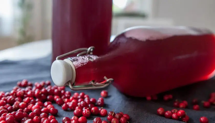 Färdig lingondricka i flaskor, omgivna av färska lingon. Perfekt för ett enkelt lingondricka recept.