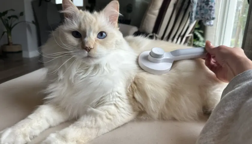 A fluffy grey cat with striking blue eyes is being brushed.
