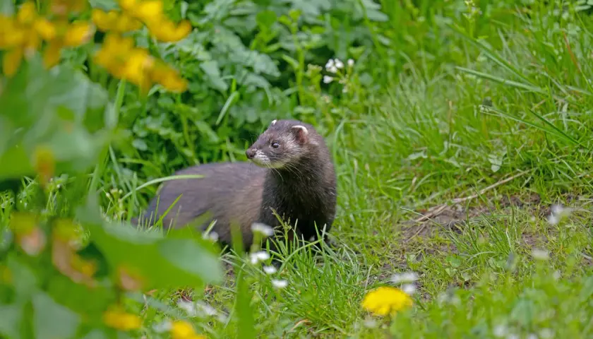 Ein neugieriger iltis im garten, umgeben von grünem Gras und gelben Blumen, schaut aufmerksam in die Ferne.