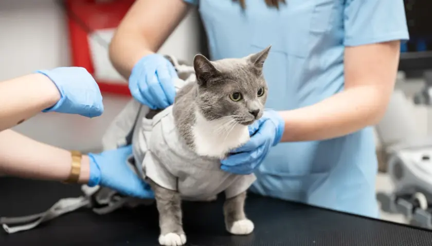 Co robi weterynarz? Od diagnozy po ratowanie życia zwierząt