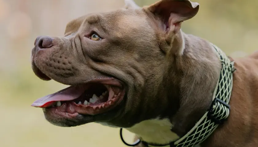 Brązowy pies rasy pitbull dyszy, pokazując język i zęby. Zastanawiasz się, dlaczego pies dyszy?