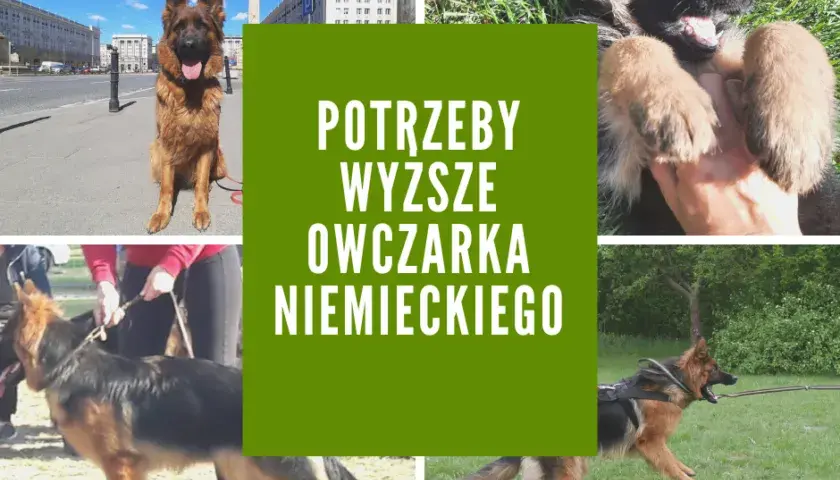Twój owczarek niemiecki: Zrozum jego potrzeby i uszczęśliw go!