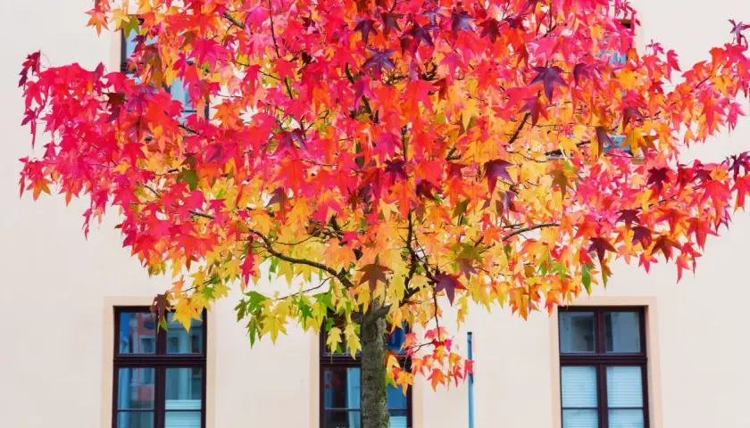 Un arbre aux feuilles flamboyantes rouge, orange et jaune, idéal pour savoir quel arbre planter dans son jardin.