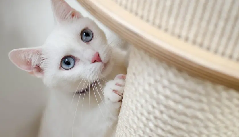 A white cat with striking blue eyes peeks from behind a scratching post, a sign your new cat is adjusting and feeling playful.