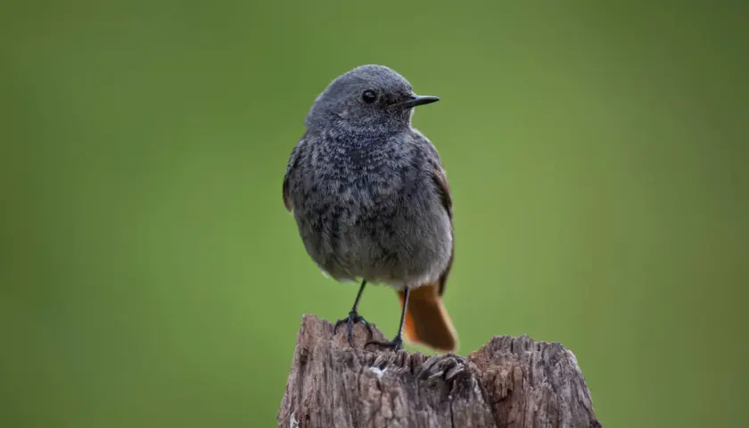 Ein junger Hausrotschwanz sitzt auf einem Baumstumpf. Sein Gefieder ist grau, der Schwanz leuchtend orange.