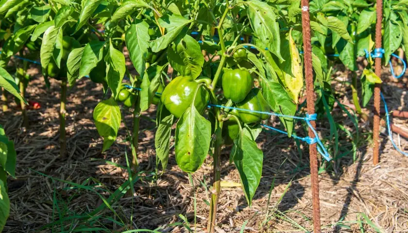 Des pieds de poivrons verts, bien chargés, poussent dans un potager paillé. Les fruits brillent sous le soleil.