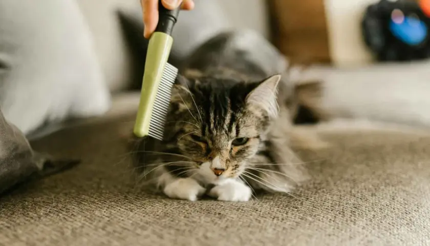 Un gato atigrado se acicala mientras le cepillan el pelo, una escena común cuando mudan el pelo los gatos.