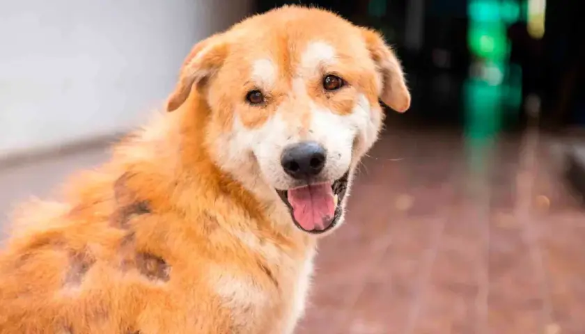 Perro con parches de alopecia, posiblemente por mastocitoma. La esperanza de vida varía según el tratamiento.