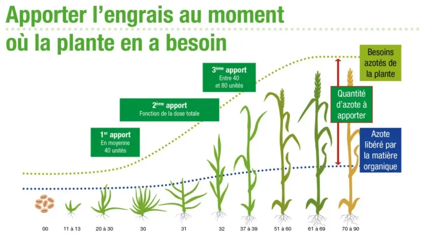 Illustration montrant la croissance du blé et les apports d'azote nécessaires à chaque étape.
