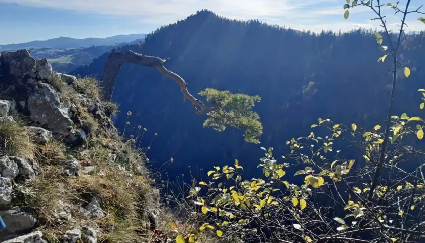 Skała i samotna sosna na zboczu, widok na góry Pieniny.