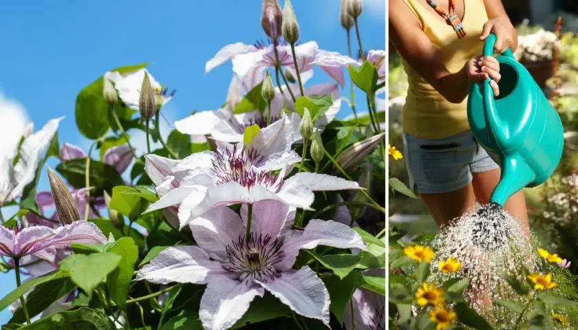 Vackra klematis sorter blommar i solen medan en person vattnar gula blommor i trädgården.