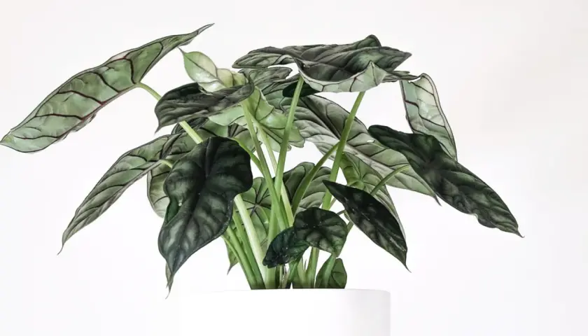 Alocasia Azlanii z ciemnozielonymi, błyszczącymi liśćmi o wyraźnym unerwieniu, w białej donicy.