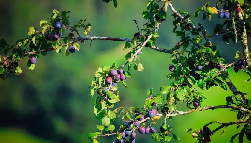 Reife Pflaumen hängen an einem Ast. Ein **Pflaumenbaum aus Kern ziehen** ist eine schöne Idee für den Garten.
