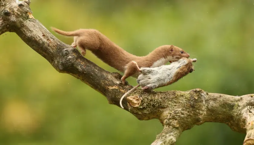 Ein Wiesel klettert mit einer Maus im Maul über einen moosbewachsenen Ast.