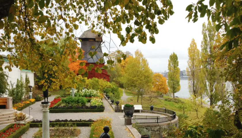 En höstlig park i Stockholm med en väderkvarn, blomsterrabatter och träd i gyllene färger. En vacker men lite tricky vy.