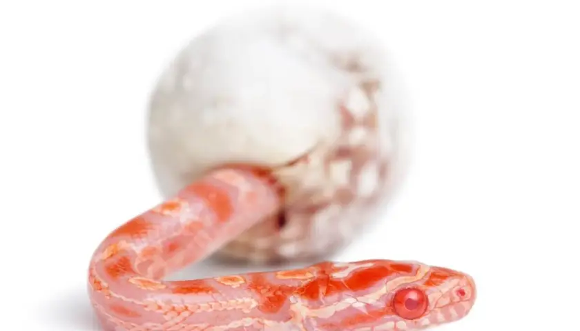 Una serpiente bebé rosada emerge de un huevo, mostrando cómo se reproducen las serpientes.