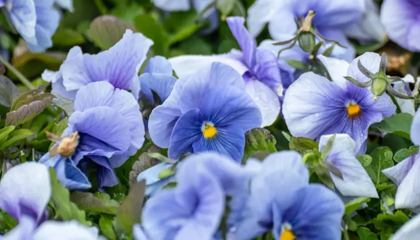 Blaue Stiefmütterchen trotzen dem Winter und bringen Farbe in die kalte Jahreszeit.