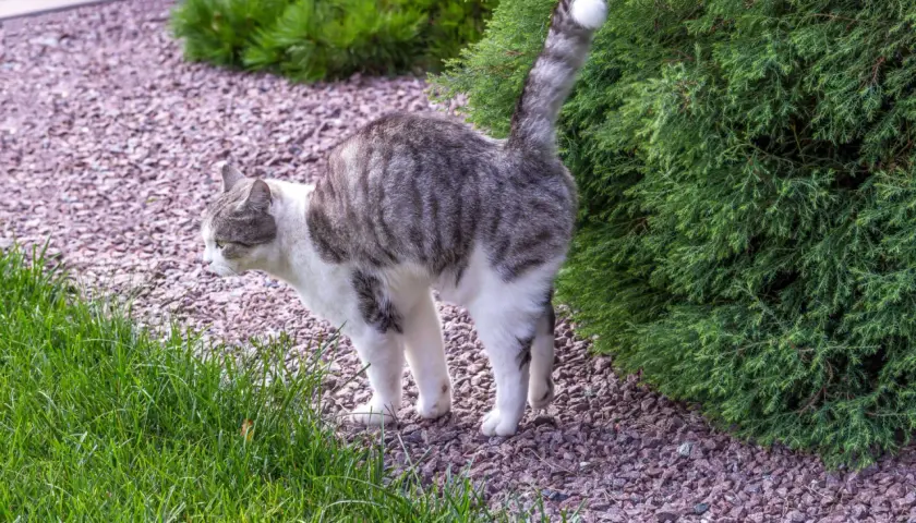 Graue Katze mit weißen Flecken steht im Garten, der Schwanz ist erhoben, als ob die katze markiert.