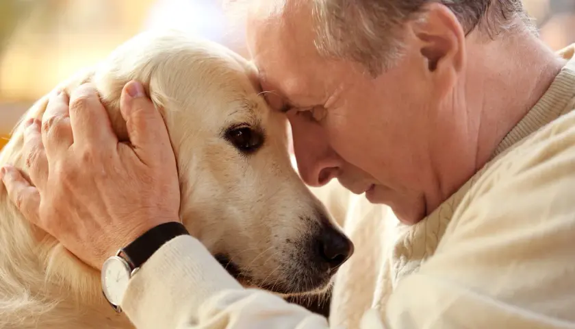 An elderly man gently strokes his golden retriever's head. They share a tender moment, a reminder of how long do dogs live and the precious time we have with them.