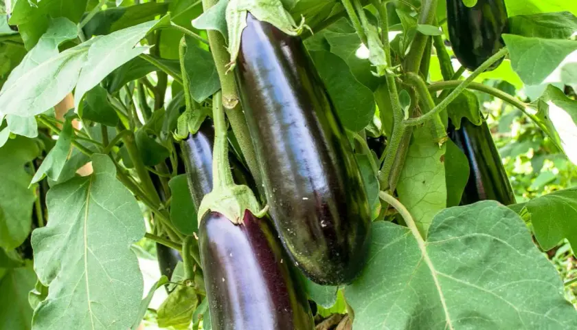 Aubergines sombres et brillantes poussent sur leur plant, prêtes à être cueillies. Leur taille est parfaite pour une ratatouille.