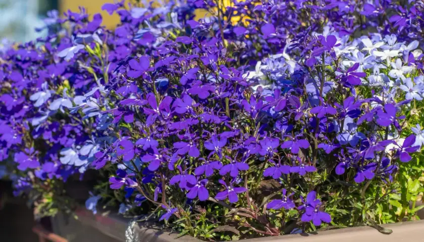 Kaskada fioletowych i niebieskich lobelii w donicy. Wiosną przygotowujemy je do kwitnienia, a jesienią zastanawiamy się nad ich lobelia zimowanie.