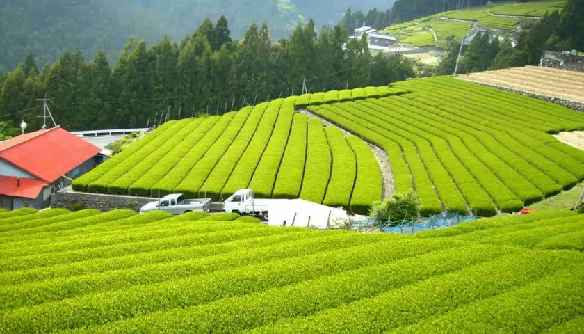Grüne Teeplantagen in Japan, woher kommt matcha. Sanfte Hügel, perfekt geschnittene Teefelder und ein rotes Haus.