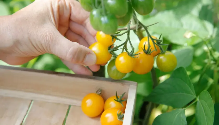 Main d'une personne récoltant des tomates cerises jaunes mûres sur un pied de tomate cerise, avec d'autres tomates dans une caisse en bois.