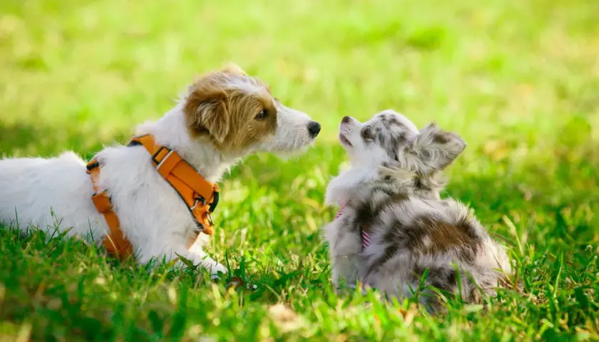 Dos perros, uno grande con arnés naranja y otro pequeño merle, se miran en la hierba. Un ejemplo de como socializar a un perro.