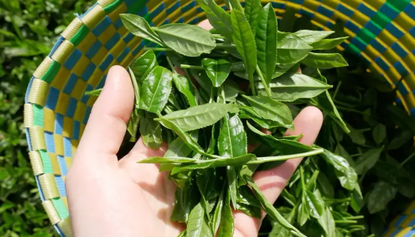 Frische Teeblätter in einer bunten Korbtasche. Sie sind die Grundlage dafür, aus was besteht Matcha: fein gemahlenes Pulver aus diesen Blättern.