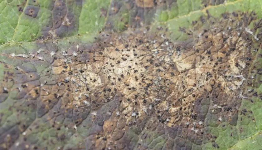 Feuille de pommier atteinte d'une maladie, montrant des taches brunes et de petits points noirs, signes d'un insecte nuisible.