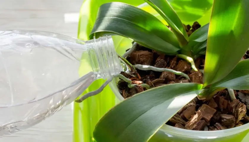 Arrosage d'une orchidée en fleurs. De l'eau est versée d'une bouteille sur les racines aériennes et le substrat d'écorces.