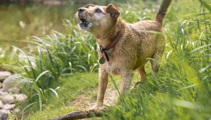 Perro terrier marrón ladrando en la hierba alta junto a un arroyo. Parece que mi perro ladra cuando se queda solo, ¡incluso en la naturaleza!