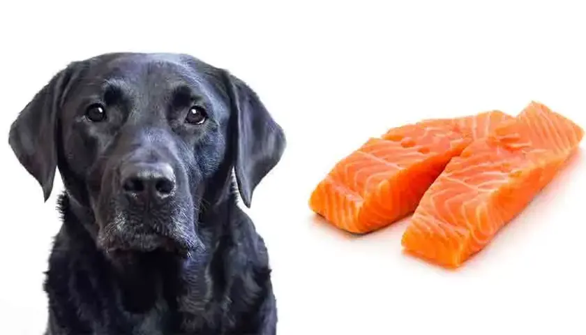 Czy pies może jeść sushi? Poznaj zasady bezpiecznego karmienia pupila