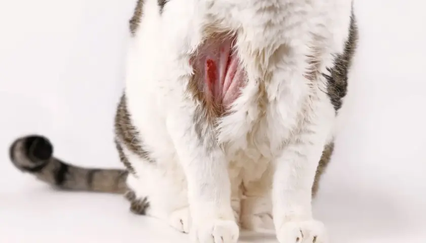 Katze kratzt sich blutig, vielleicht helfen Hausmittel. Die Haut ist gerötet und wund.