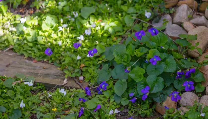 Des violettes bleues et des petites fleurs blanches poussent dans un parterre de verdure, bordé de pierres.