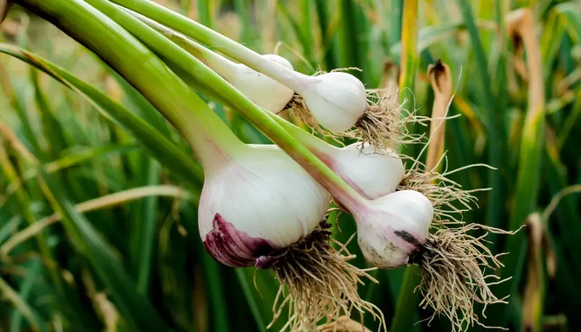 Frisch geernteter Knoblauch mit Wurzeln und grünen Stielen, bereit zum Trocknen. Das Ergebnis von sorgfältigem Knoblauch pflanzen.