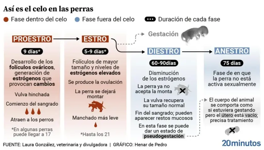 El celo de una perra se divide en fases: proestro, estro, diestro y anestro. El estro, donde la perra acepta la monta, dura de 5 a 9 días.