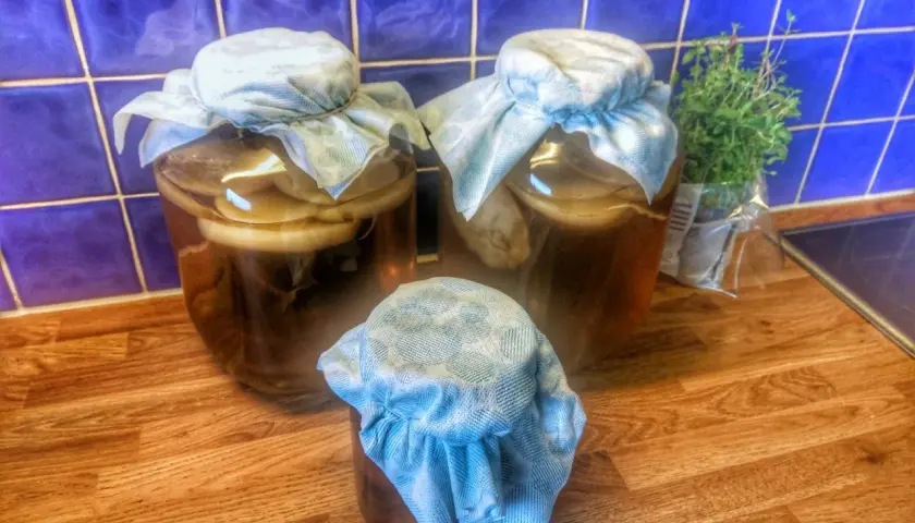 Tre burkar med kombucha på en träbänk, redo för ett nytt kombucha recept. En örtkruka står bredvid.