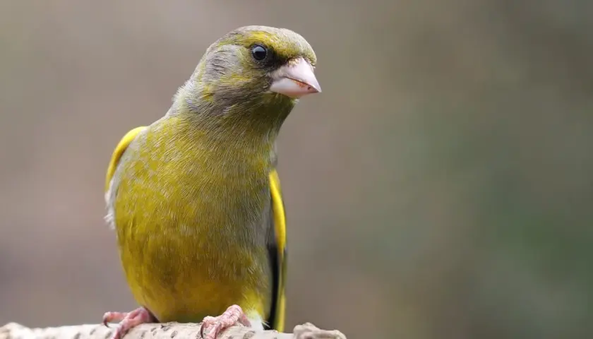Grönfink, en fågel som liknar steglits, sitter på en gren.