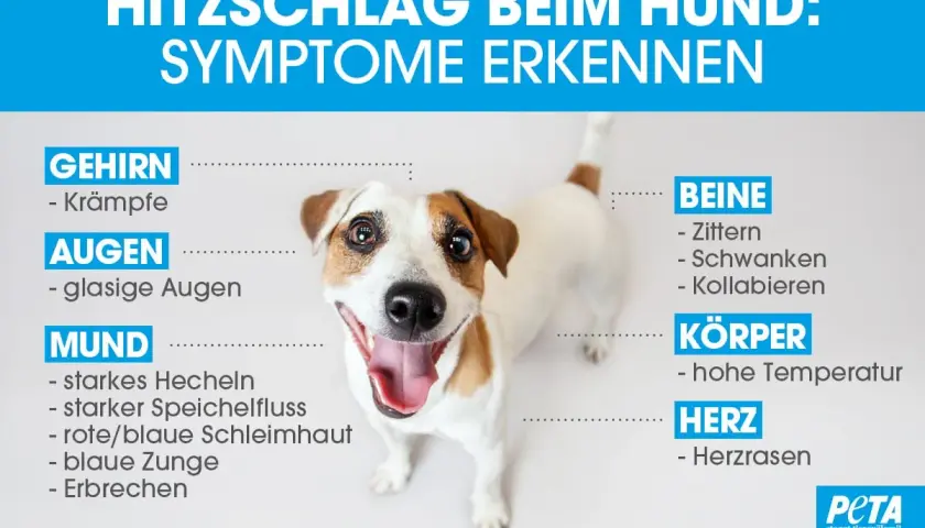 Ein Hund zu warm? Symptome erkennen: Krämpfe, glasige Augen, starkes Hecheln, Zittern, hohe Temperatur, Herzrasen. PETA warnt vor Hitzschlag.