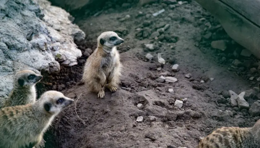 Stojące surykatki w zoo łączna czujnie obserwują otoczenie.