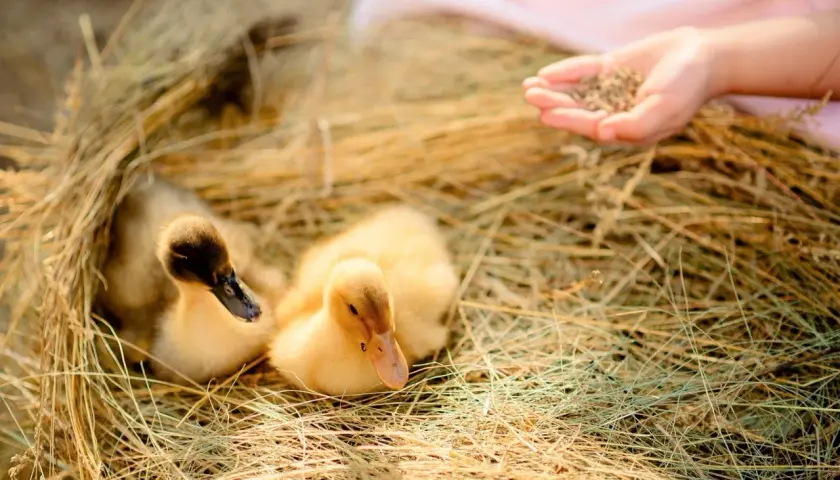 Zwei süße Küken im Heu, eine Hand bietet ihnen Körner an. So lernen sie, was fressen wildenten.