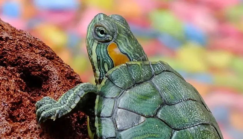 Una tortuga de agua, con su caparazón verde y rayas verdes y amarillas en la cabeza, se aferra a una roca.