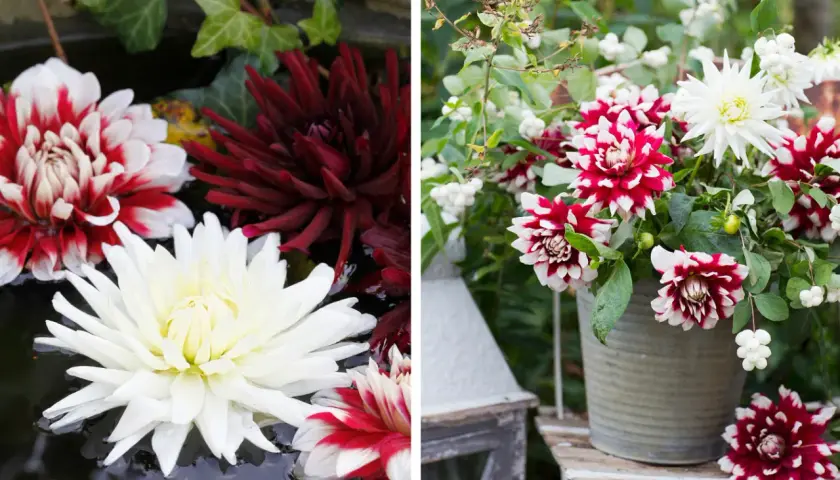 Vacker dahlia i kruka med blommor i vitt, rött och mörkt vinrött. En dahlia i kruka som lyser upp trädgården.