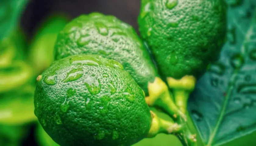 Frische, grüne Limetten mit Wassertropfen auf der Schale. Perfekt für die Zubereitung von Limoncello oder zum Limetten haltbar machen.
